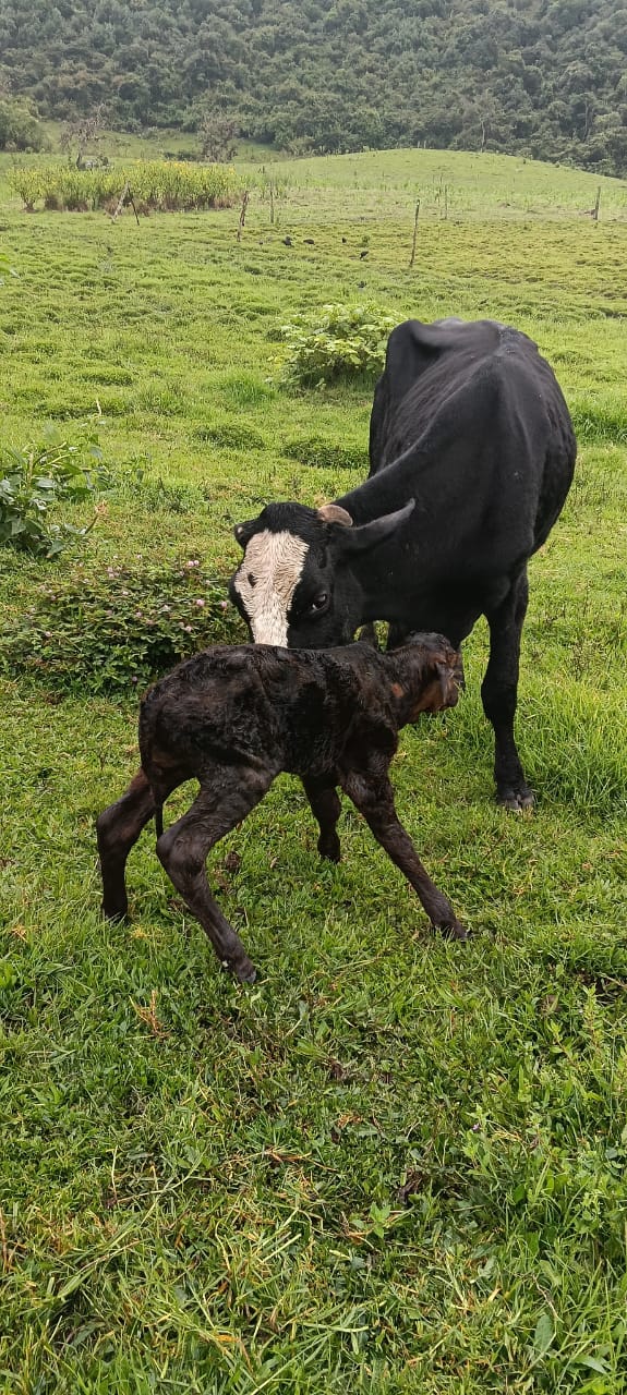 Ternero recién nacido