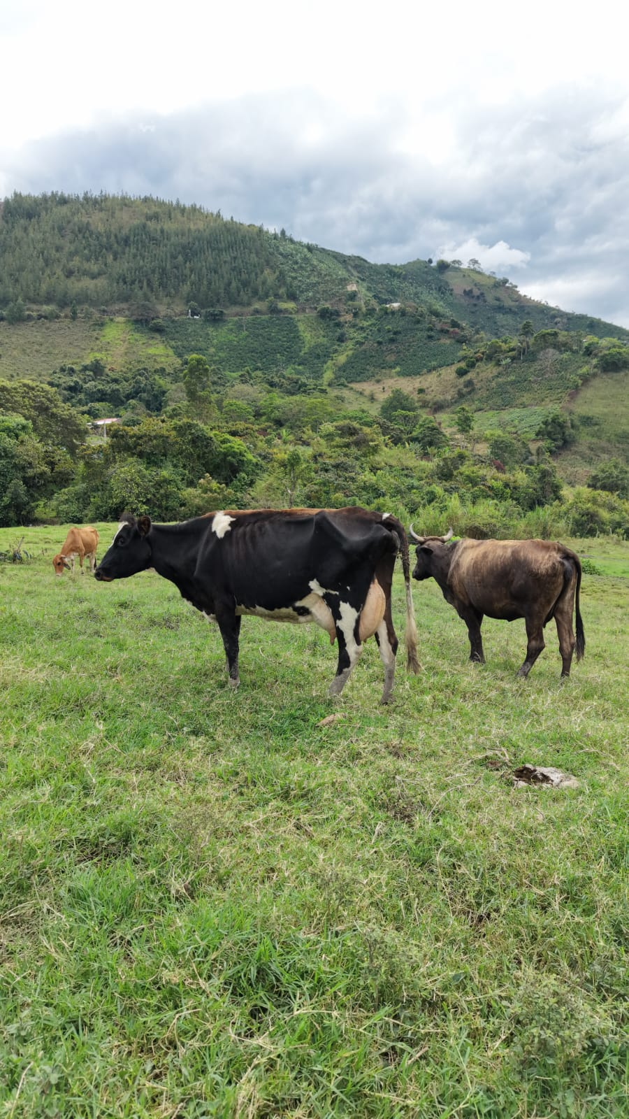 Vaca lechera en el pastoreo