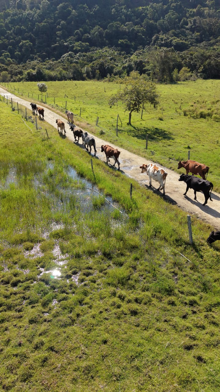 Hato ganadero en movimiento