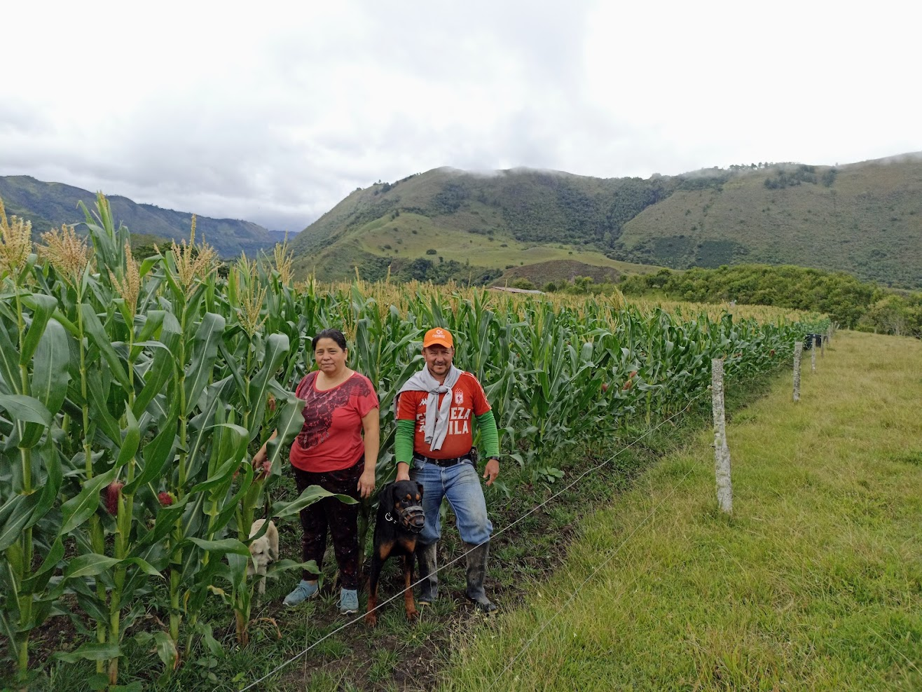 Siembra de maíz para silo del ganado