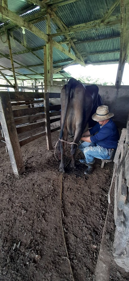 Ordeño a mano